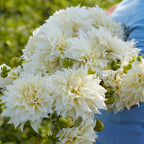 Café au Lait Supreme