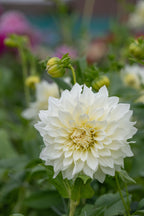 Café au Lait Supreme