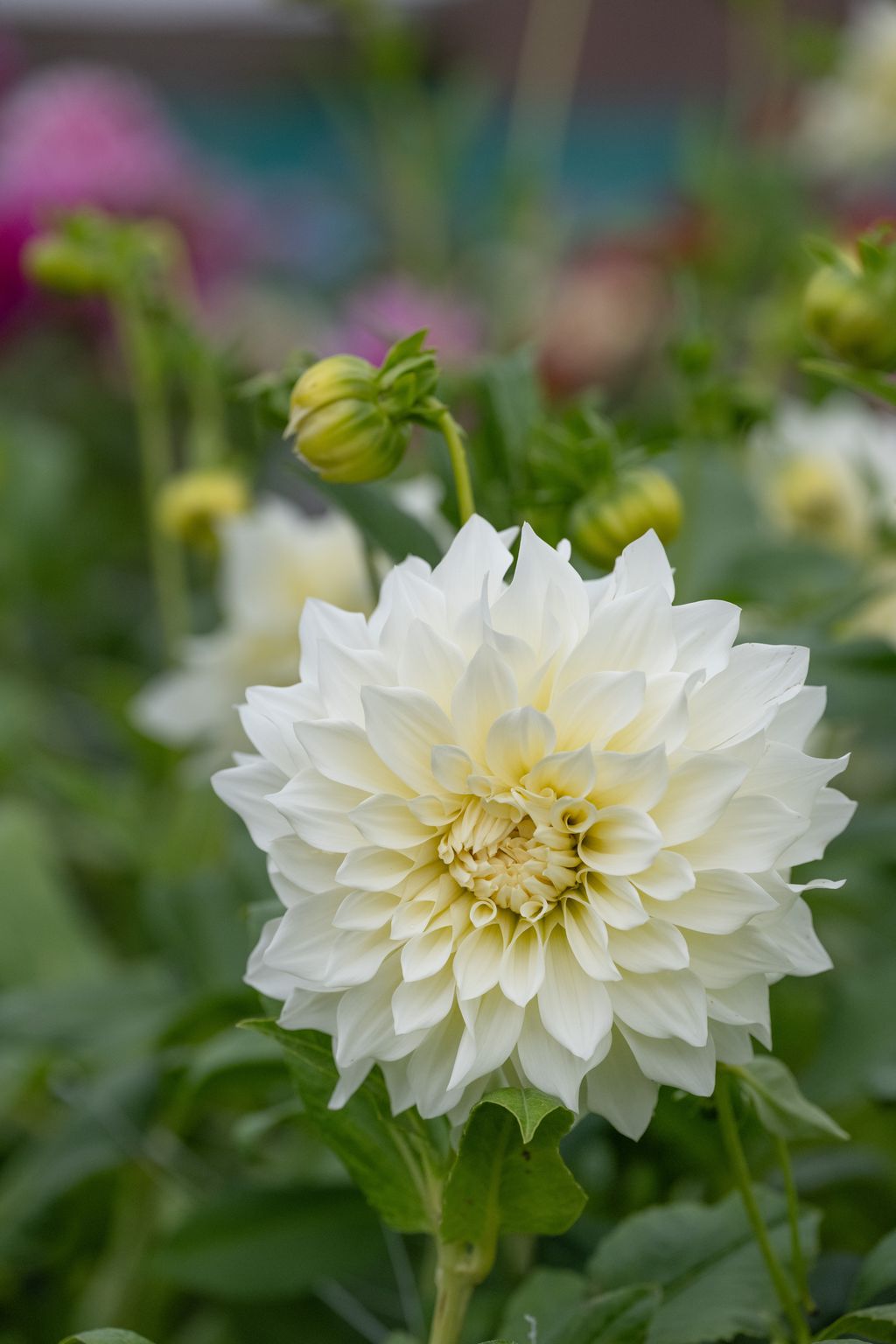 Café au Lait Supreme