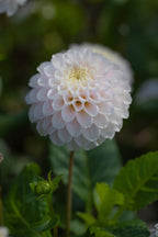 White Wizard (light)