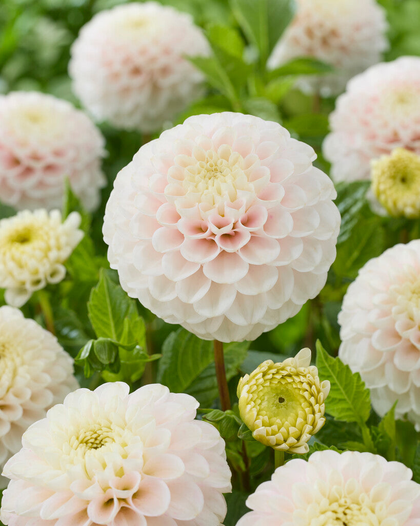 White Wizard (light)