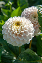 White Wizard (light)